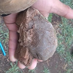 Prehistoric dinosaur fossil